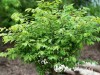 Ožekšnis sparnuotasis  ,Chicago Fire' (lot. Euonymus alatus)